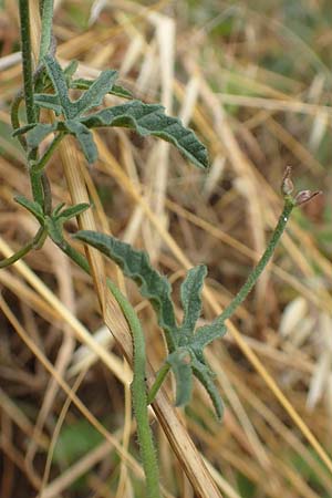 Convolvulus althaeoides / Mallow Bindweed, F Pyrenees, Ille-sur-Tet 22.7.2018