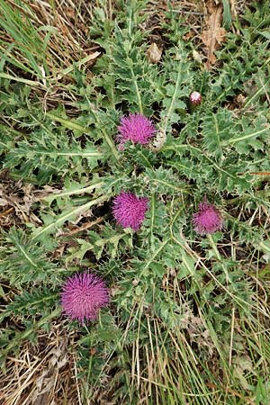 Cirsium acaule \ Stngellose Kratzdistel, F Pyrenäen, Col de Mantet 28.7.2018