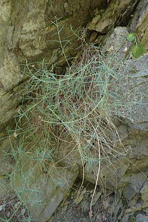 Centranthus angustifolius \ Schmalblttige Spornblume / Narrow-Leaved Valerian, F Pyrenäen/Pyrenees, Caranca - Schlucht / Gorge 30.7.2018