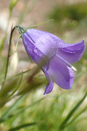 Campanula recta ? \ Aufrechte Glockenblume / Upright Bellflower, F Pyrenäen/Pyrenees, Mont Llaret 31.7.2018