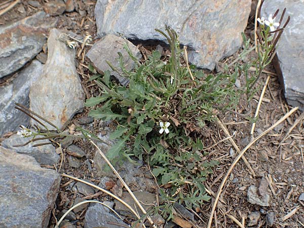 Cardamine resedifolia \ Resedenblttriges Schaumkraut / Mignonette-Leaved Bitter-Cress, F Pyrenäen/Pyrenees, Puigmal 1.8.2018