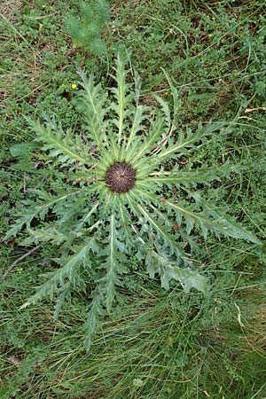 Carlina acanthifolia / Acanthus-Leaved Thistle, F Pyrenees, Segre - Gorge 2.8.2018