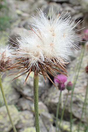 Carduus defloratus \ Alpen-Distel, F Pyrenäen, Eyne 4.8.2018