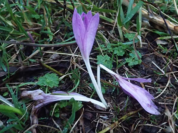 Colchicum alpinum \ Alpen-Zeitlose, F La Feclaz 5.10.2021