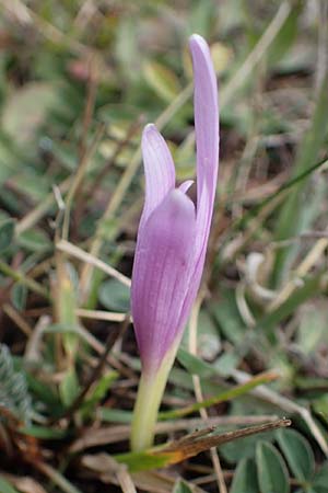 Colchicum alpinum \ Alpen-Zeitlose, F Bonneval-sur-Arc 6.10.2021