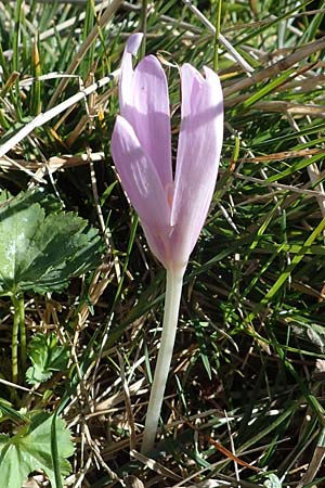 Colchicum alpinum \ Alpen-Zeitlose / Alpine Autumn Crocus, F Les Deux Alpes 9.10.2021