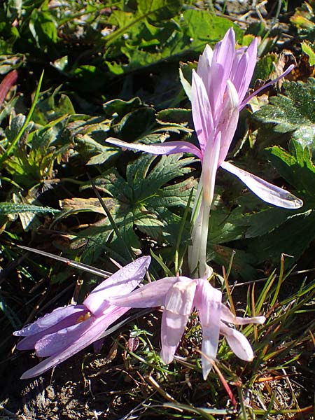 Colchicum alpinum \ Alpen-Zeitlose, F Les Deux Alpes 9.10.2021