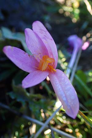 Colchicum alpinum \ Alpen-Zeitlose, F Les Deux Alpes 9.10.2021