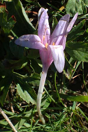 Colchicum alpinum \ Alpen-Zeitlose, F Les Deux Alpes 9.10.2021