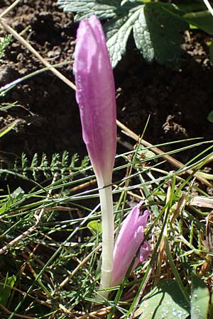 Colchicum alpinum \ Alpen-Zeitlose / Alpine Autumn Crocus, F Les Deux Alpes 9.10.2021