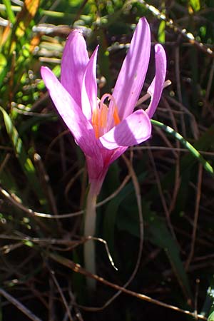 Colchicum alpinum \ Alpen-Zeitlose, F Les Deux Alpes 9.10.2021