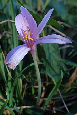 Colchicum alpinum \ Alpen-Zeitlose / Alpine Autumn Crocus, F Les Deux Alpes 9.10.2021