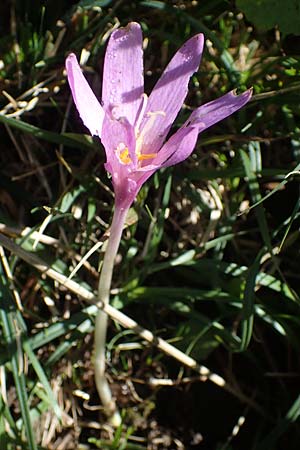 Colchicum alpinum \ Alpen-Zeitlose / Alpine Autumn Crocus, F Les Deux Alpes 9.10.2021