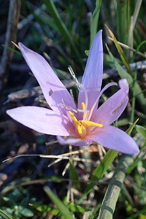 Colchicum alpinum \ Alpen-Zeitlose / Alpine Autumn Crocus, F Les Deux Alpes 9.10.2021