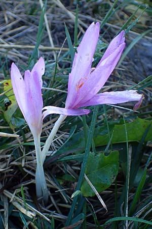 Colchicum alpinum \ Alpen-Zeitlose / Alpine Autumn Crocus, F Les Deux Alpes 9.10.2021