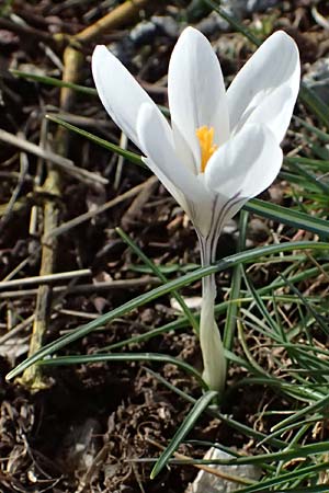 Crocus albiflorus \ Alpen-Krokus / Spring Crocus, F Col de Gleize 14.3.2024