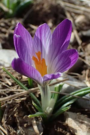 Crocus albiflorus \ Alpen-Krokus / Spring Crocus, F Col de Gleize 14.3.2024