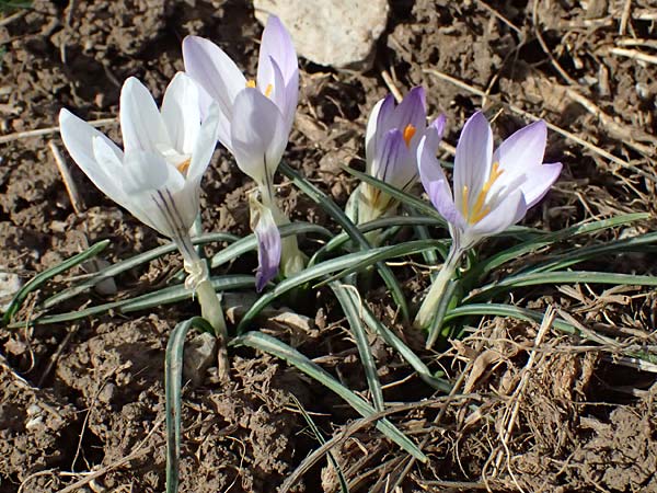 Crocus albiflorus / Spring Crocus, F Col de Gleize 14.3.2024