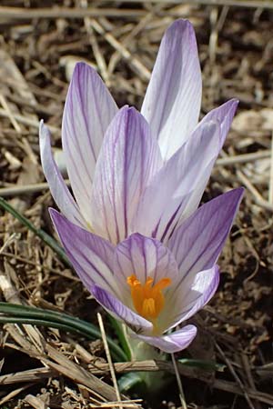 Crocus albiflorus \ Alpen-Krokus, F Col de Gleize 14.3.2024