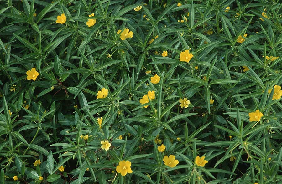 Ludwigia hexapetala \ Grobltiges Heusenkraut, F Camargue 19.9.1994