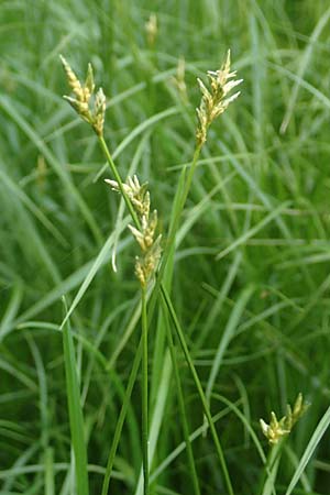 Carex brizoides \ Zittergras-Segge / Quaking Grass Sedge, F Forstfeld 29.4.2016