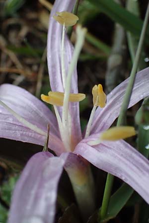 Colchicum bulbocodium \ Frhlings-Lichtblume / Spring Meadow Saffron, F Queyras, Fontgillarde 30.4.2023