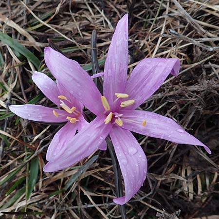 Colchicum bulbocodium / Spring Meadow Saffron, F Queyras, Fontgillarde 30.4.2023