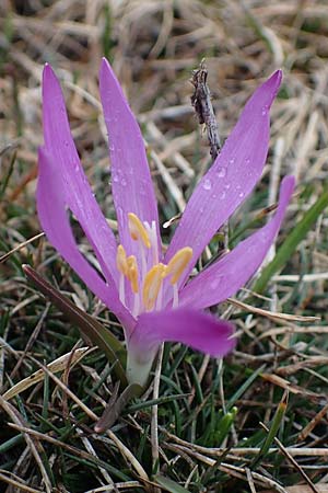 Colchicum bulbocodium / Spring Meadow Saffron, F Queyras, Fontgillarde 30.4.2023