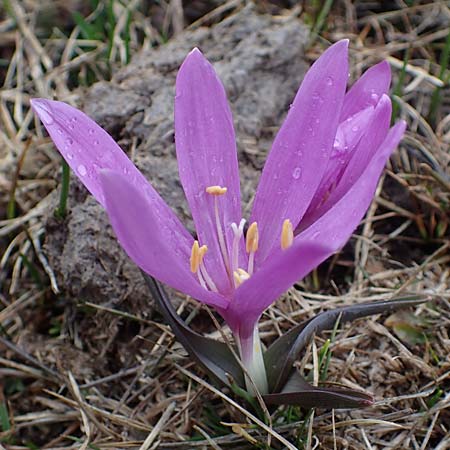 Colchicum bulbocodium \ Frhlings-Lichtblume / Spring Meadow Saffron, F Queyras, Fontgillarde 30.4.2023