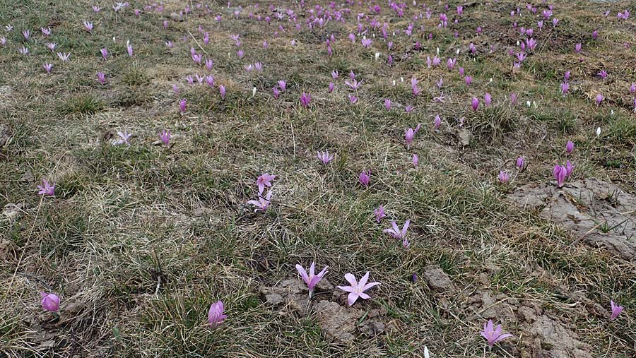 Colchicum bulbocodium / Spring Meadow Saffron, F Queyras, Fontgillarde 30.4.2023