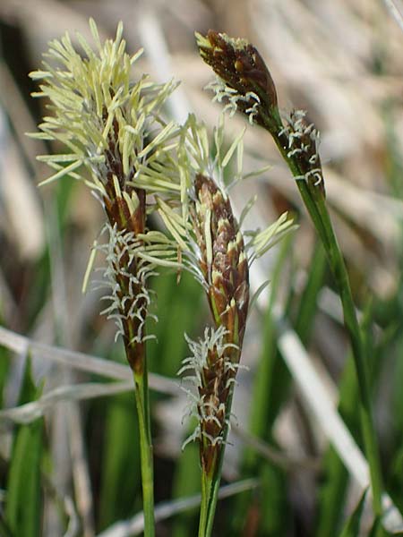 Carex sempervirens \ Horst-Segge, Immergrne Segge / Evergreen Sedge, F Jura,  Saint-Laurent-en-Grandvaux 5.5.2023