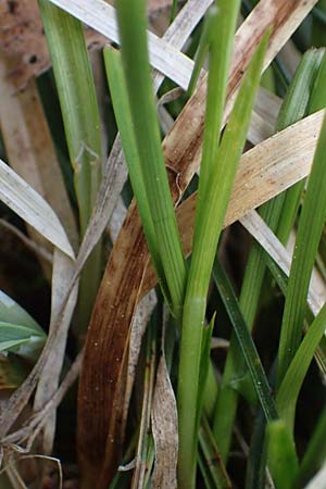 Carex sempervirens \ Horst-Segge, Immergrne Segge / Evergreen Sedge, F Jura,  Saint-Laurent-en-Grandvaux 5.5.2023