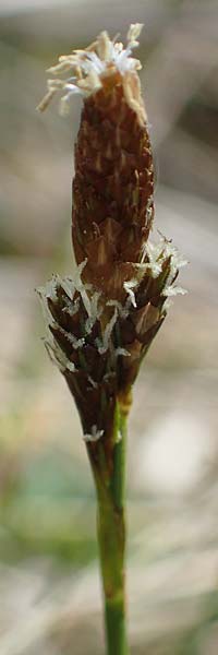 Carex sempervirens \ Horst-Segge, Immergrne Segge / Evergreen Sedge, F Jura,  Saint-Laurent-en-Grandvaux 5.5.2023