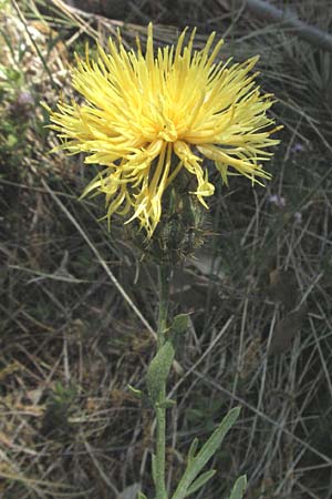 Centaurea collina \ Hgel-Flockenblume / Hill Knapweed, F Orgon 9.6.2006