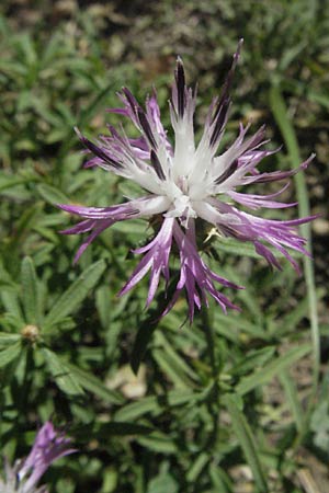 Centaurea calcitrapa \ Stern-Flockenblume, Fuangel-Flockenblume / Purple Star Thistle, F Crest 20.8.2006