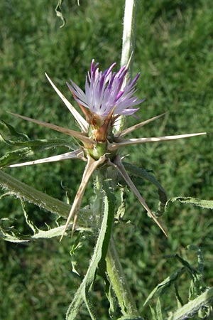 Centaurea calcitrapa \ Stern-Flockenblume, Fuangel-Flockenblume / Purple Star Thistle, F Pyrenäen/Pyrenees, Eyne 25.6.2008