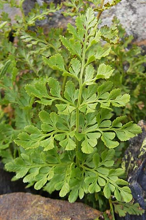 Cryptogramma crispa \ Krauser Rollfarn / Parsley Fern, F Pyrenäen/Pyrenees, Gourette 25.8.2011