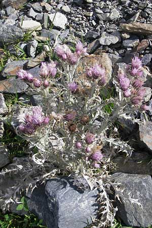 Carduus carlinoides \ Pyrenen-Distel / Pyrenean Thistle, F Pyrenäen/Pyrenees, Gourette 25.8.2011