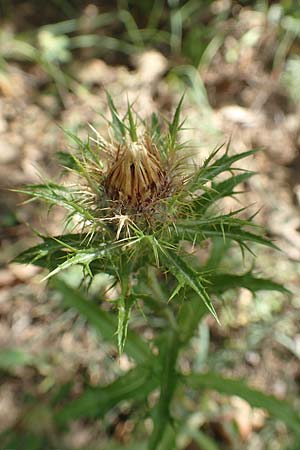 Carlina corymbosa \ Doldige Golddistel / Carline Thistle, F Pyrenäen/Pyrenees, Caranca - Schlucht / Gorge 30.7.2018