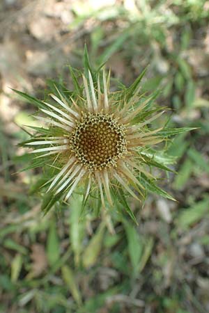 Carlina corymbosa \ Doldige Golddistel / Carline Thistle, F Pyrenäen/Pyrenees, Caranca - Schlucht / Gorge 30.7.2018