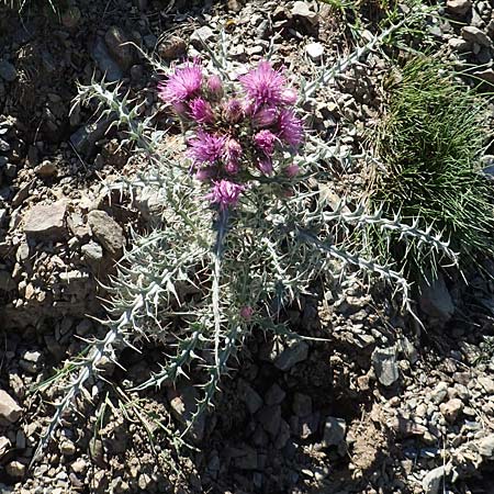 Carduus carlinoides \ Pyrenen-Distel / Pyrenean Thistle, F Pyrenäen/Pyrenees, Puigmal 1.8.2018