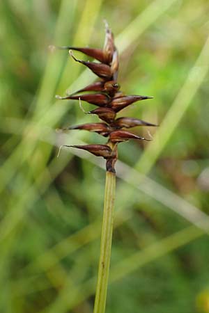 Carex davalliana \ Davalls Segge, Torf-Segge / Turf Sedge, Bath Sedge, F Col de la Bonette 8.7.2016