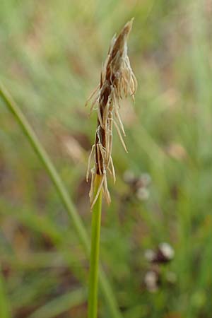 Carex davalliana \ Davalls Segge, Torf-Segge, F Col de la Bonette 8.7.2016