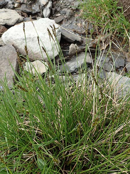 Carex davalliana \ Davalls Segge, Torf-Segge, F Col de la Bonette 8.7.2016