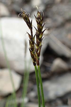 Carex davalliana \ Davalls Segge, Torf-Segge / Turf Sedge, Bath Sedge, F Col de la Bonette 8.7.2016