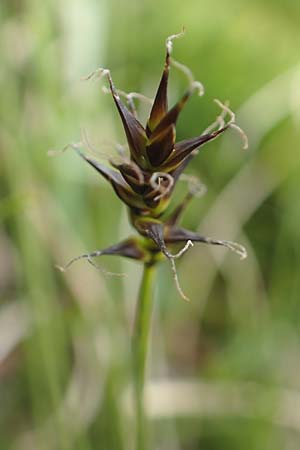 Carex davalliana \ Davalls Segge, Torf-Segge / Turf Sedge, Bath Sedge, F Col de la Bonette 8.7.2016