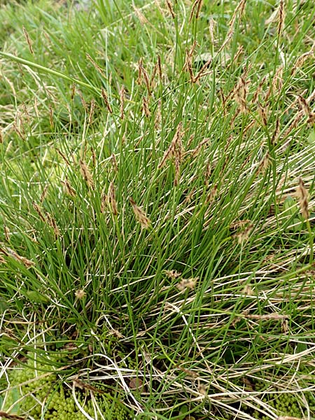 Carex davalliana \ Davalls Segge, Torf-Segge, F Col de la Bonette 8.7.2016