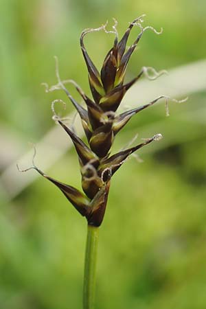 Carex davalliana \ Davalls Segge, Torf-Segge / Turf Sedge, Bath Sedge, F Col de la Bonette 8.7.2016