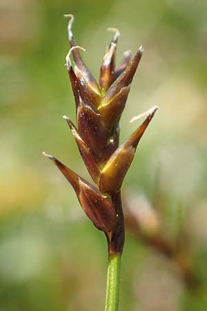 Carex davalliana \ Davalls Segge, Torf-Segge / Turf Sedge, Bath Sedge, F Col de la Cayolle 9.7.2016