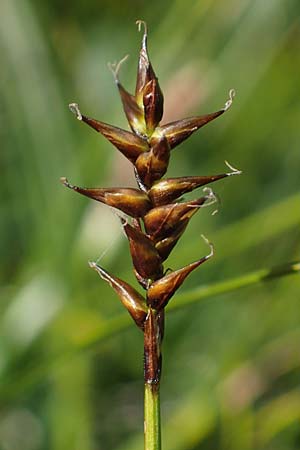 Carex davalliana \ Davalls Segge, Torf-Segge, F Col de la Cayolle 9.7.2016